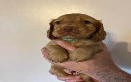Cocker Spaniel dogs for sale: Cocker spaniel puppies - Image 11