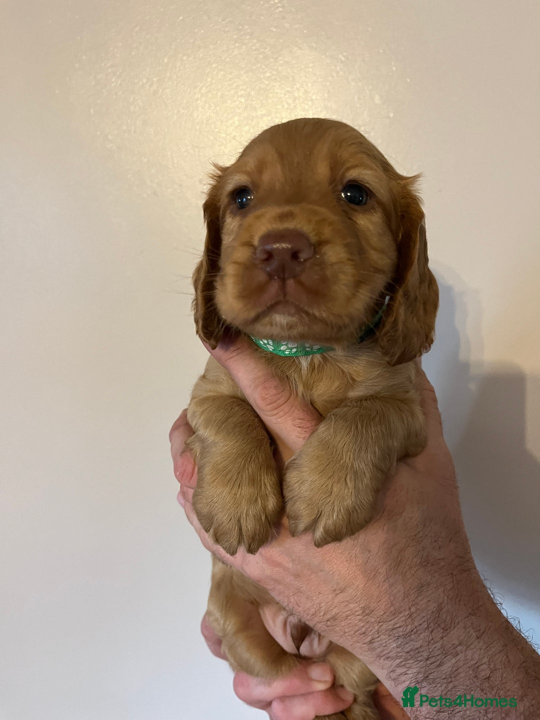 Cocker Spaniel dogs for sale: Cocker spaniel puppies - Image 11