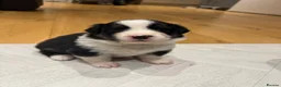 Australian Shepherd dogs for sale: Australian Shepherd Puppies - Advert 11