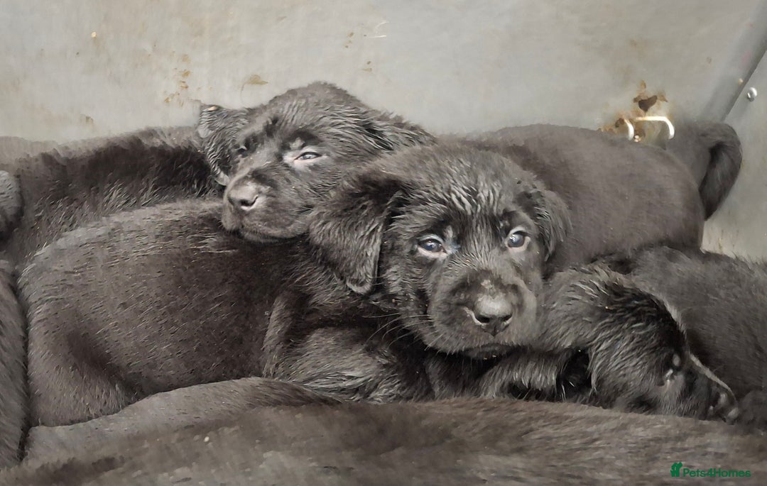 Labrador Retriever dogs for sale: KC Registered Health Tested Labrador puppies - Advert 1