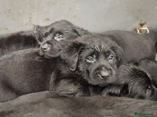 Labrador Retriever dogs KC Registered Health Tested Labrador puppiess - Advert 3