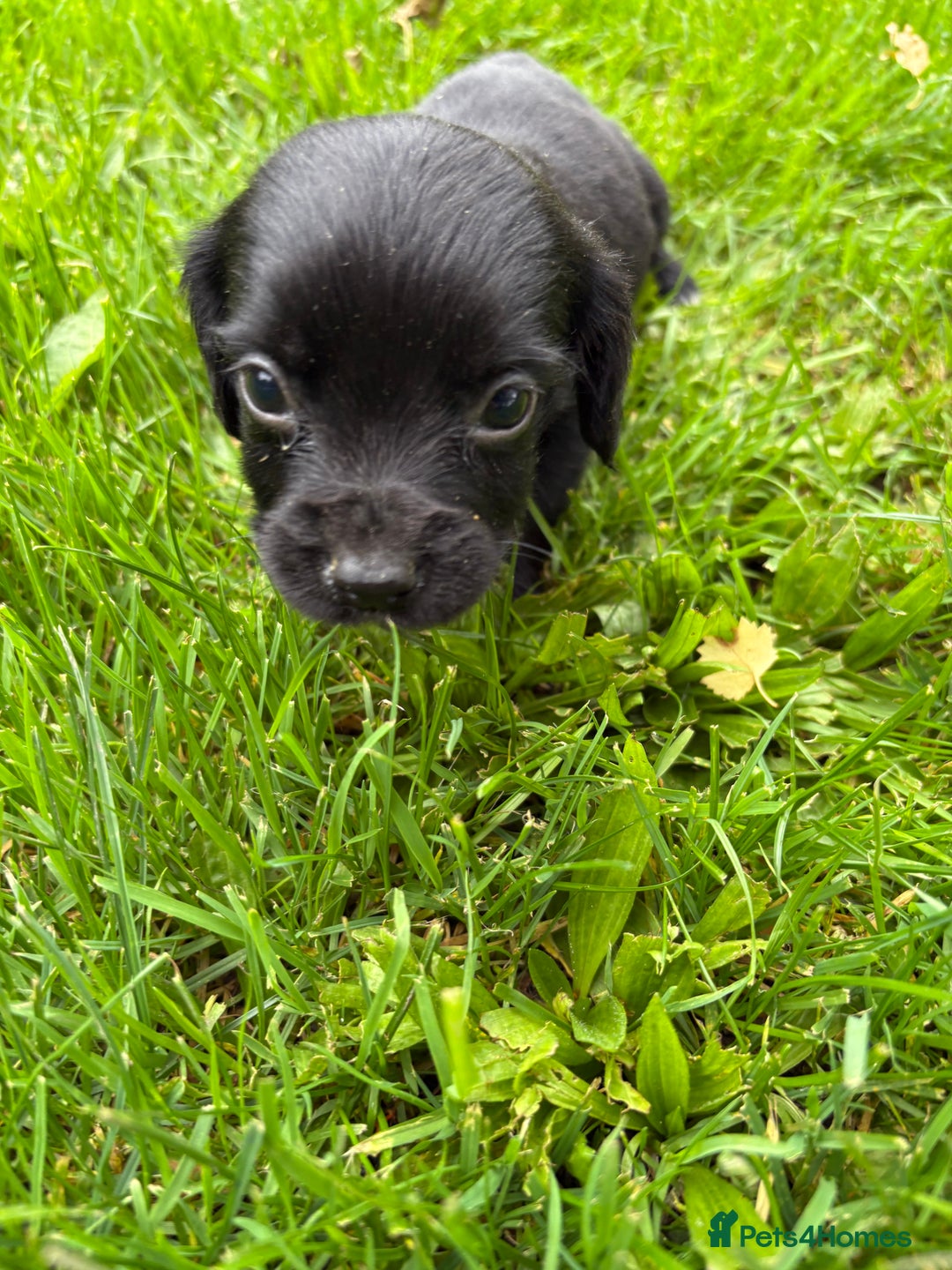 Sprocker dogs for sale: Beautiful Sprocker pups - Image 11