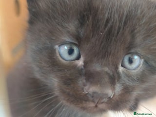 Mixed Breed cats - Advert 10