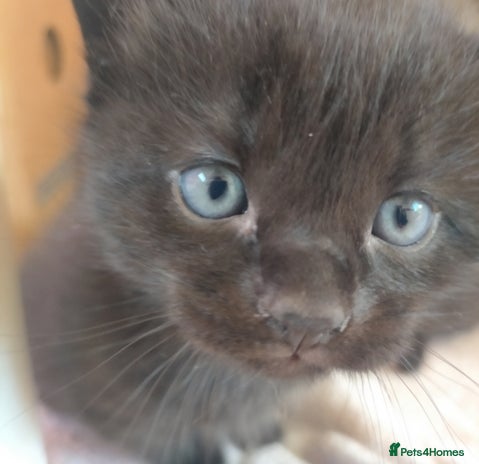 Mixed Breed cats - Advert 1