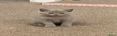 British Shorthair 1