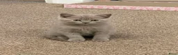 British Shorthair cats for sale: British Shorthair × Scottish Fold Mix Kittens - Advert 18