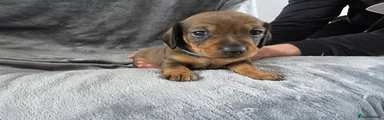 Miniature Dachshund Puppy 1