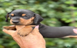 Miniature Dachshund dogs for sale: BEAUTIFUL MINIATURE DACHSHUNDS K.C REG!! - Image 7