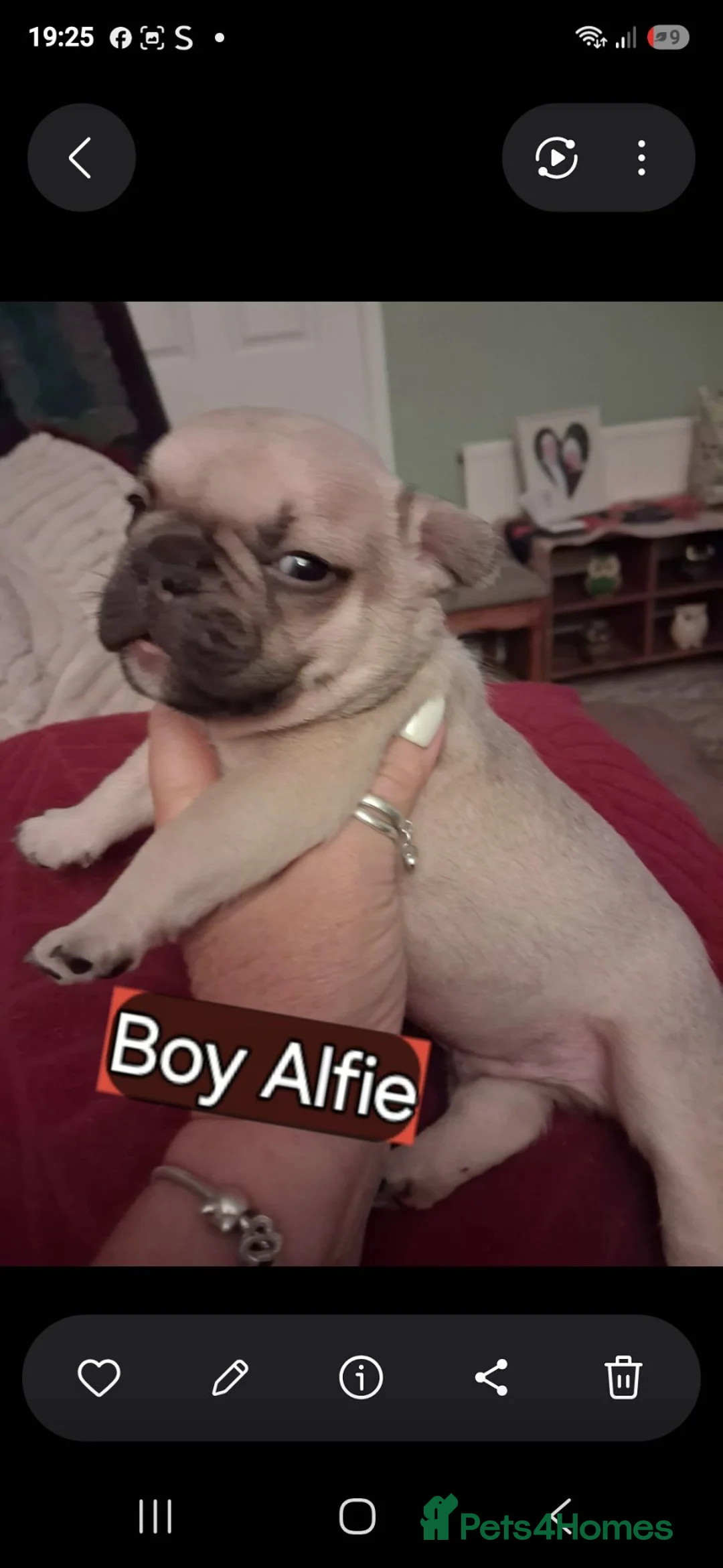 French Bulldog dogs for sale: KC beautiful  frenchies  in Sutton Coldfield - Advert 2
