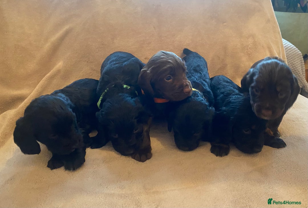 Cocker Spaniel dogs for sale: Cocker Spaniel Pups - Image 2