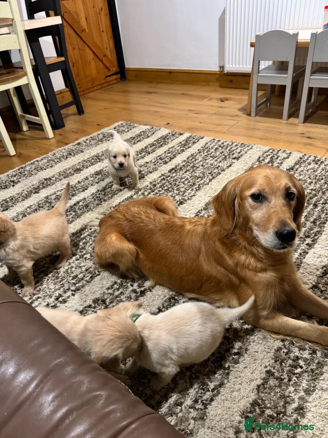 Golden Retriever dogs for sale: Golden Retriever Puppies For Sale  - Advert 2