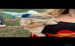 Mini Lop rabbits for sale: Mini Lop Rabbits  - Image 3