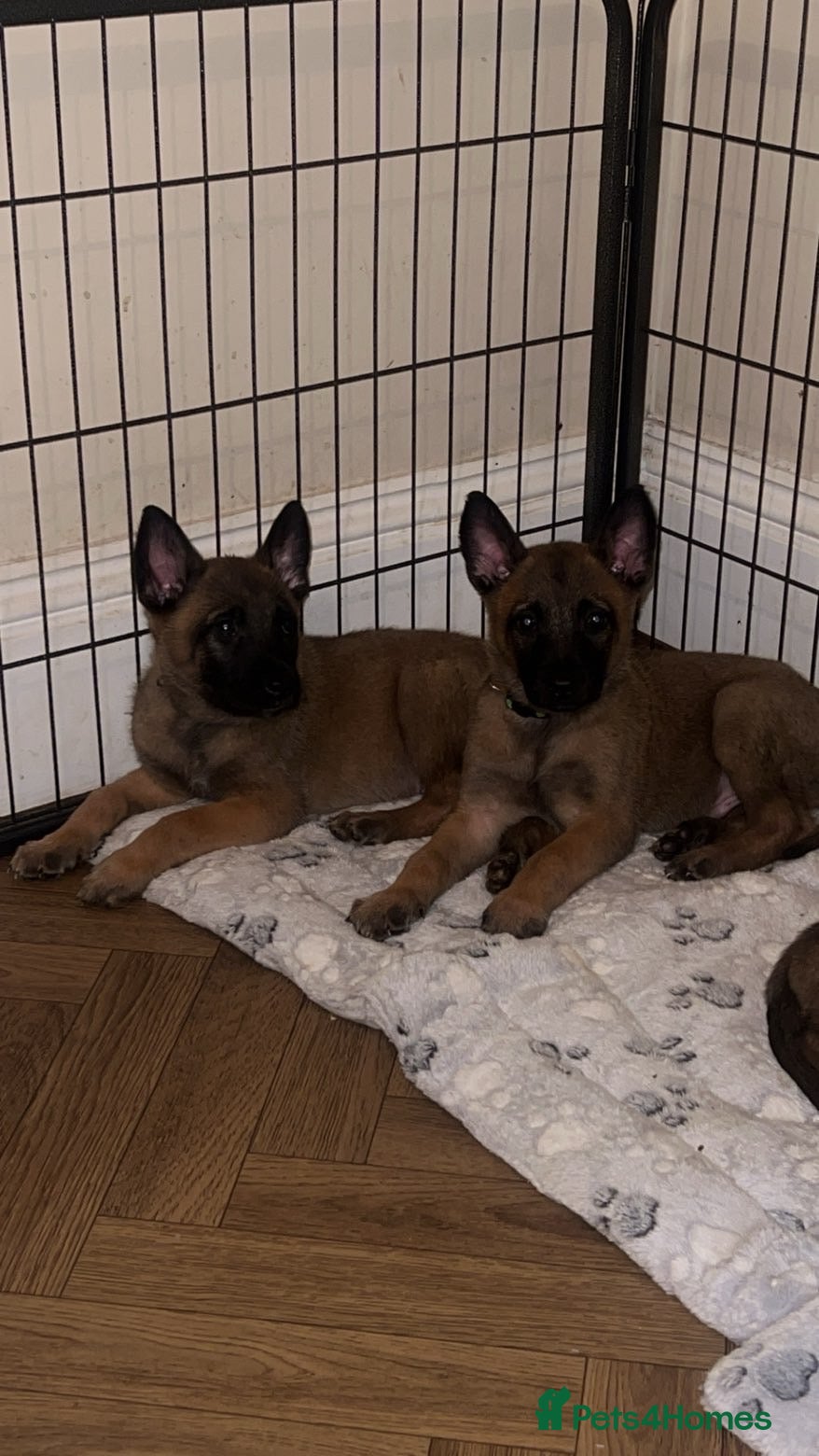 Belgian Shepherd Dog dogs Belgian Malinois Puppies Ready for Loving Homes - Advert 13