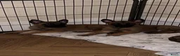 Belgian Shepherd Dog dogs for sale: 🐾Ready to leave🐾 Belgian Malinois Puppies  - Advert 11