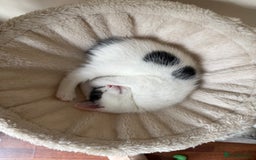 British Shorthair cats for sale: Kittens for sale - Image 14