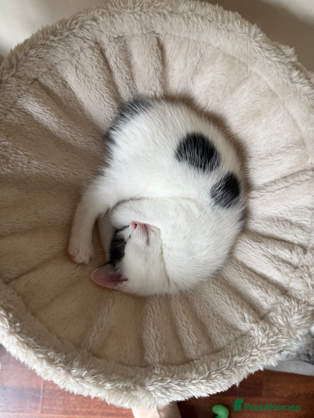 British Shorthair cats for sale: Kittens for sale - Image 14