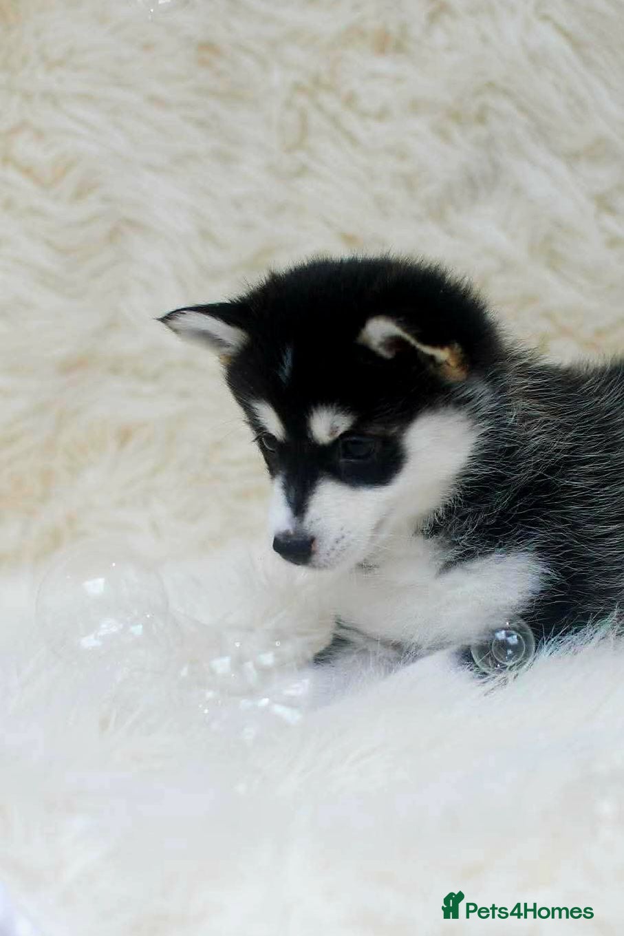 Pomsky dogs STUNNING POMSKY PUPPIES  - Advert 2
