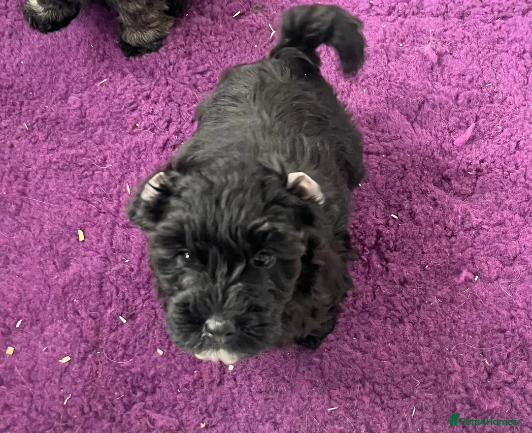 Westiepoo dogs for sale: Westiepoo west highland terrier x Toy poodle - Advert 2