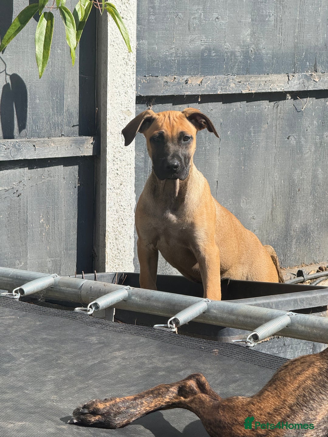 Belgian Shepherd Dog dogs for sale: Stunning Dutch Herder x Alano Español Pups  - Image 23