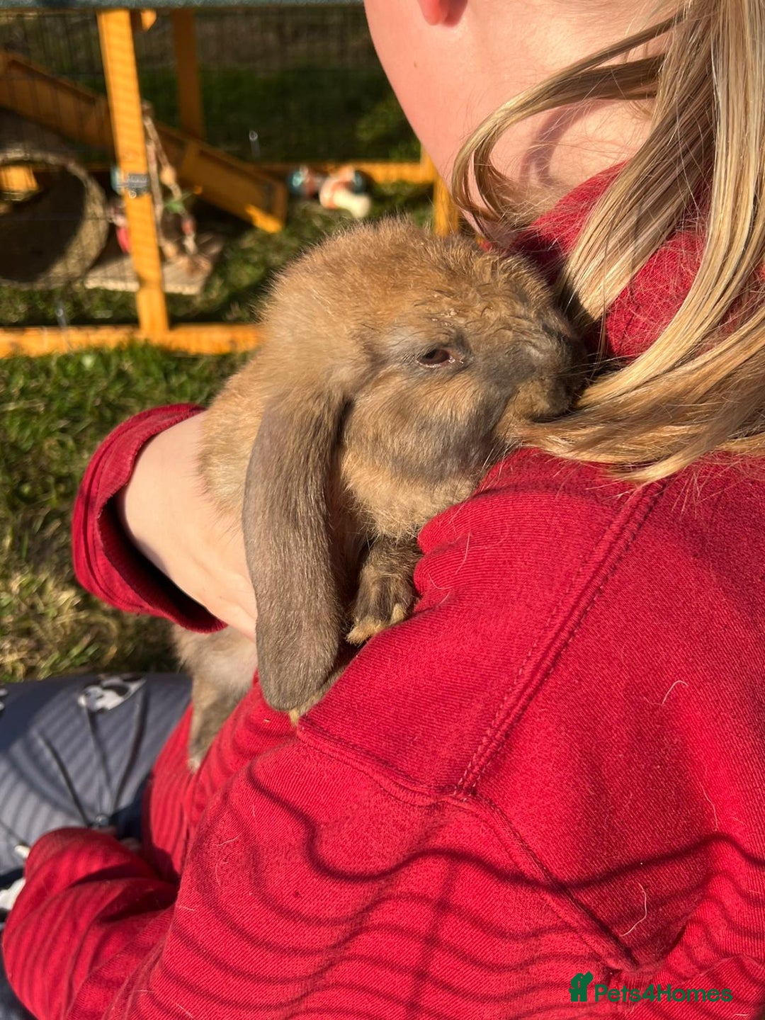 French Lop rabbits for sale: 2 Bonded French Lop Bucks - Image 4