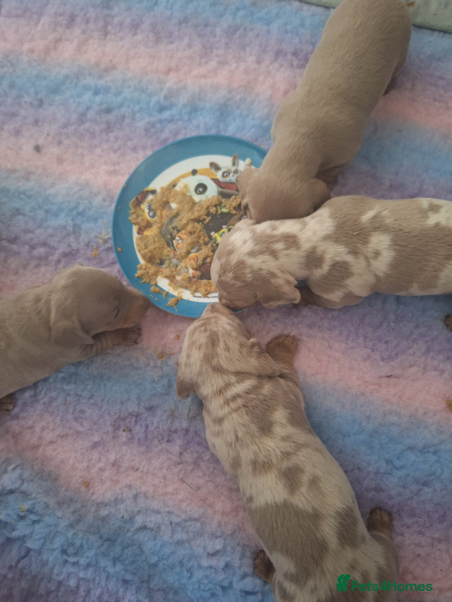 Miniature Dachshund dogs for sale: Lively full of character puppies in Huddersfield - Advert 5