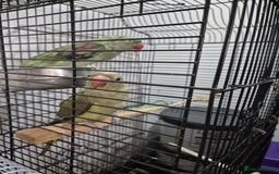 Budgerigars birds for sale: Budgies  - Image 6