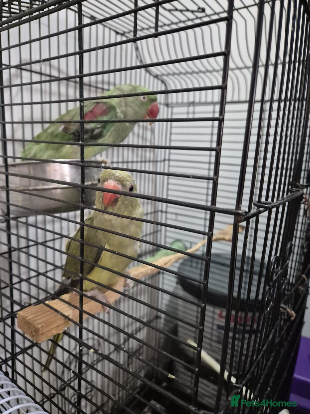 Budgerigars birds for sale: Budgies  - Image 6
