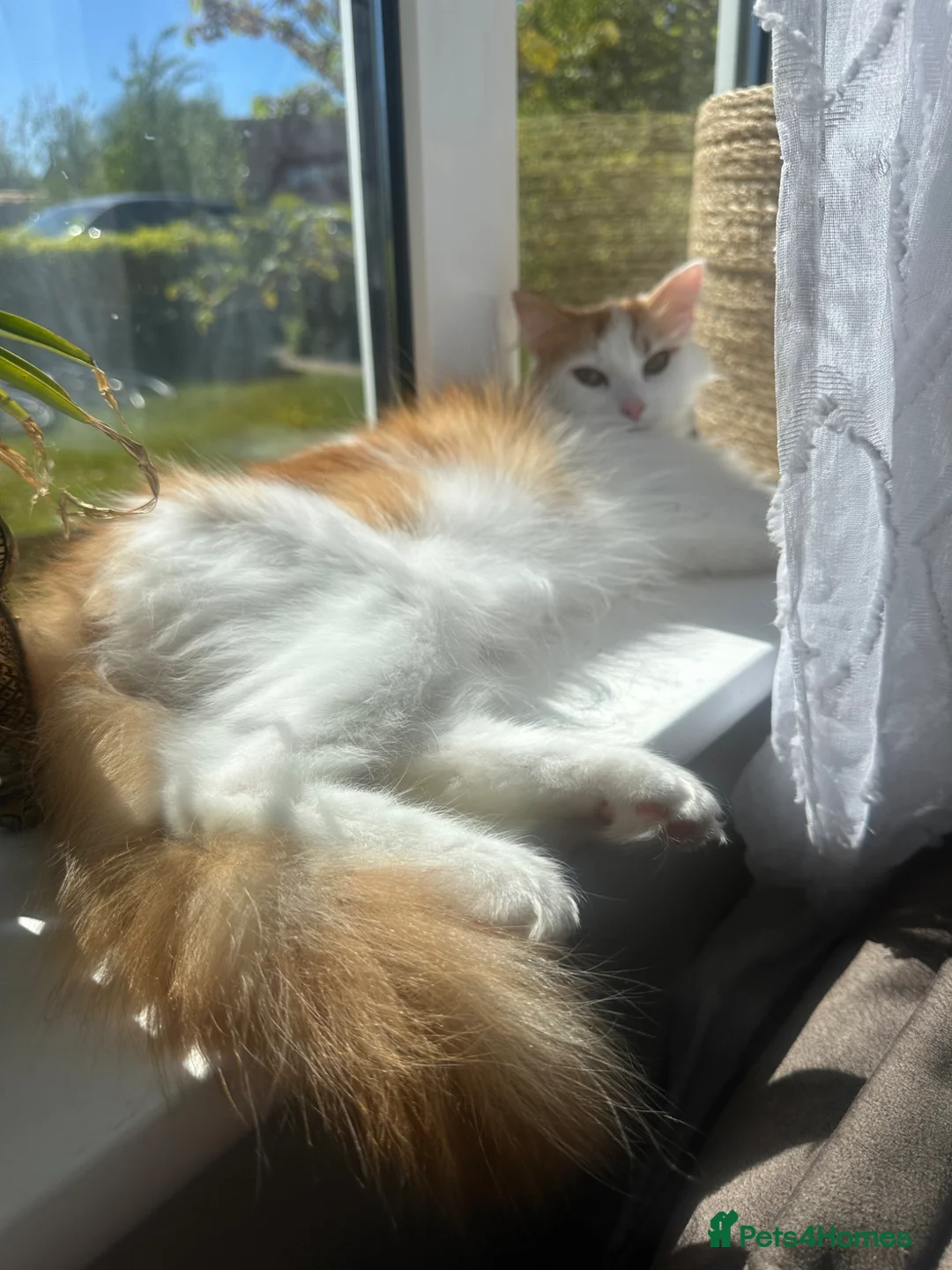 Mixed Breed cats for sale: Fluffy ginger male kitten  - Advert 2