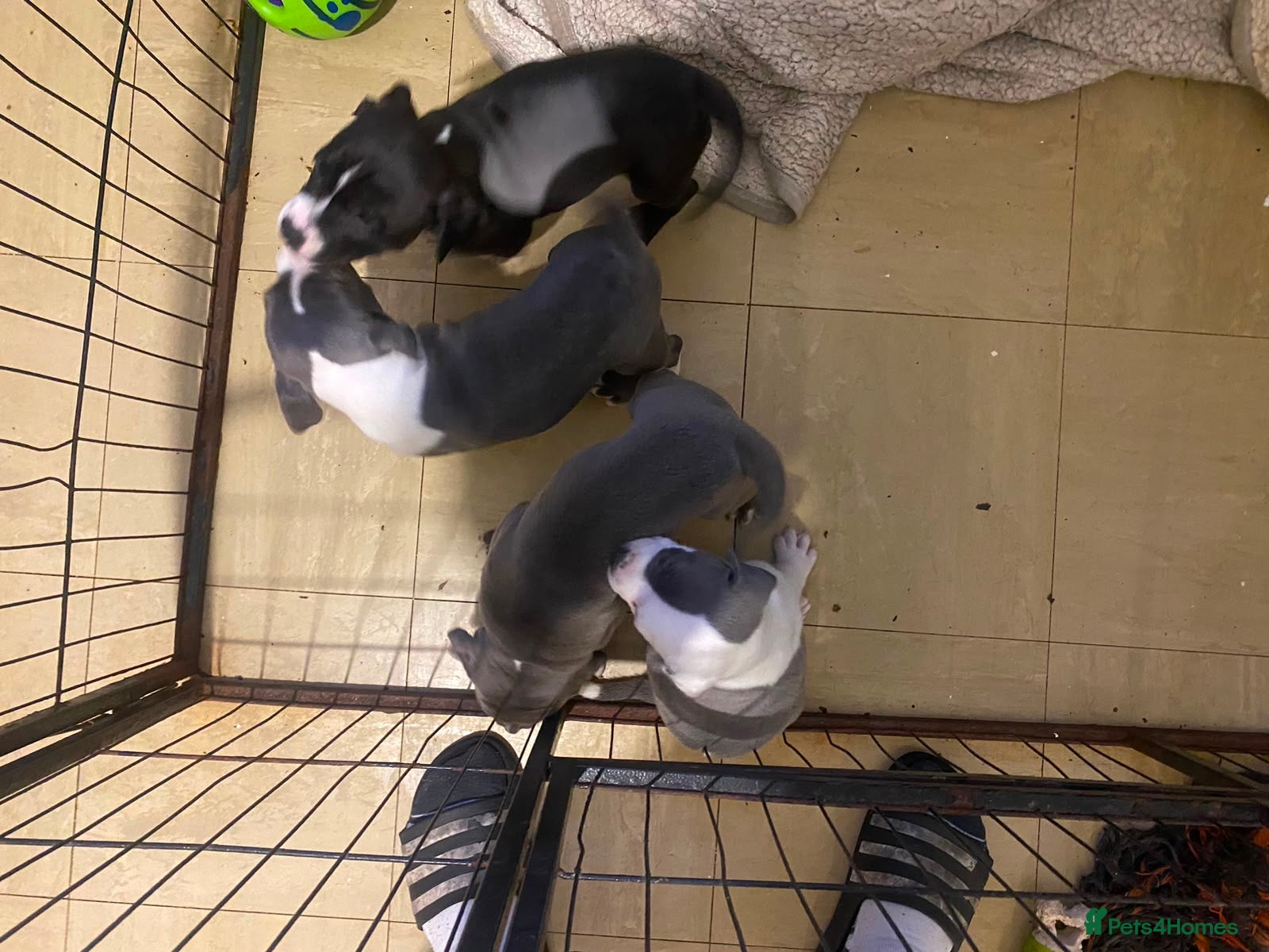 Staffordshire Bull Terrier dogs Blue staffie puppies  - Advert 12