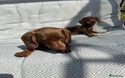 Miniature Dachshund dogs for sale: Mini dachshund puppies for sale !!!  - Image 9