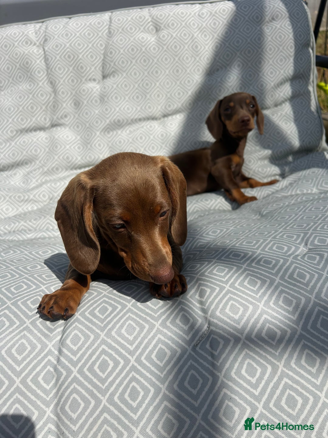 Miniature Dachshund dogs for sale: Mini dachshund puppies for sale !!!  - Image 9