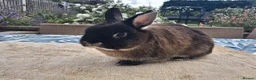 Netherland Dwarf rabbits for sale: Neutered Male Netherland Dwarf 1 year old - Wilf - Advert 6