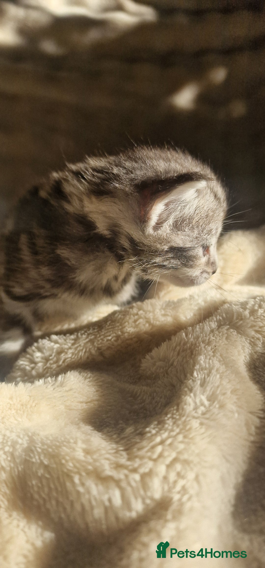 Maine Coon cats for sale: Maine Coon Kittens  - Advert 3