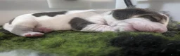 Beagle dogs for sale: Kc registered champion show line beagle puppies  - Advert 6