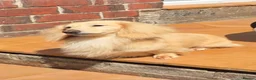 Miniature Dachshund dogs for stud: Cream Long-haired miniature Dachshund kc reg - Advert 5