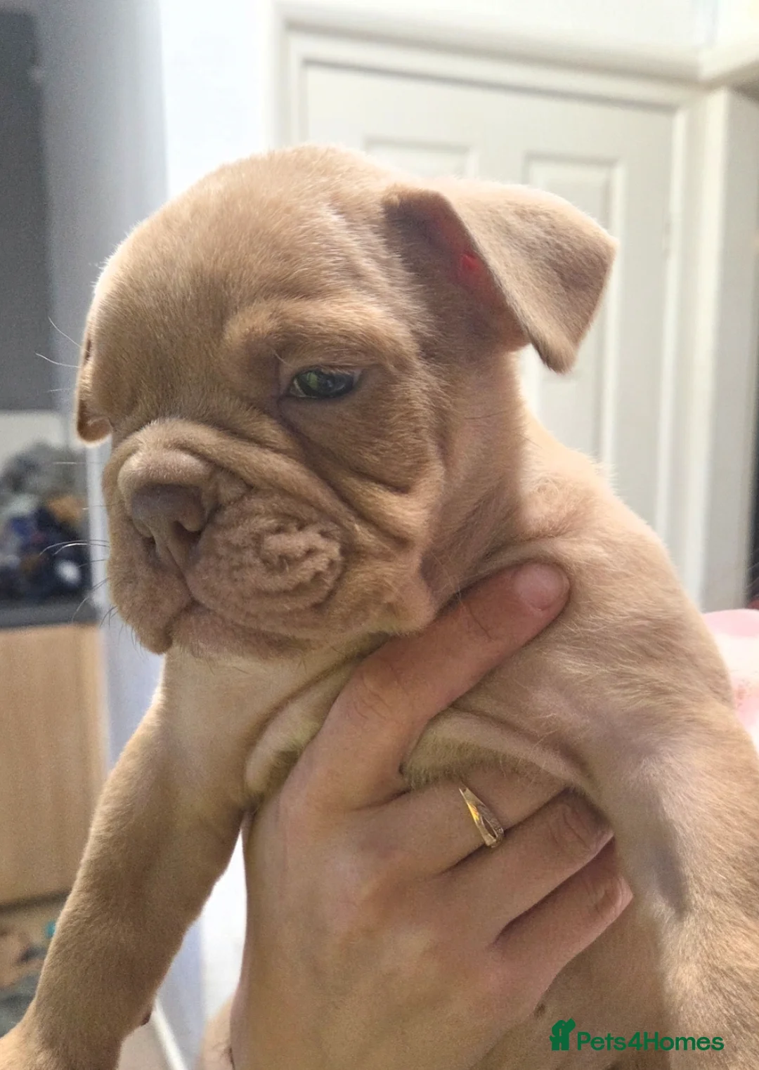 Dorset Olde Tyme Bulldogge dogs for sale: Olde English bulldog puppies  - Advert 2