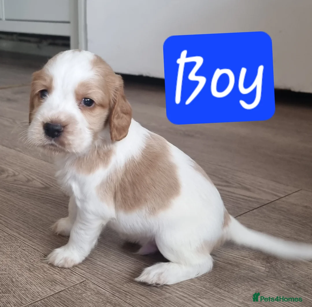 Cocker Spaniel dogs for sale: Adorable Cocker Spaniel Puppies for Sale 🐾 - Advert 17