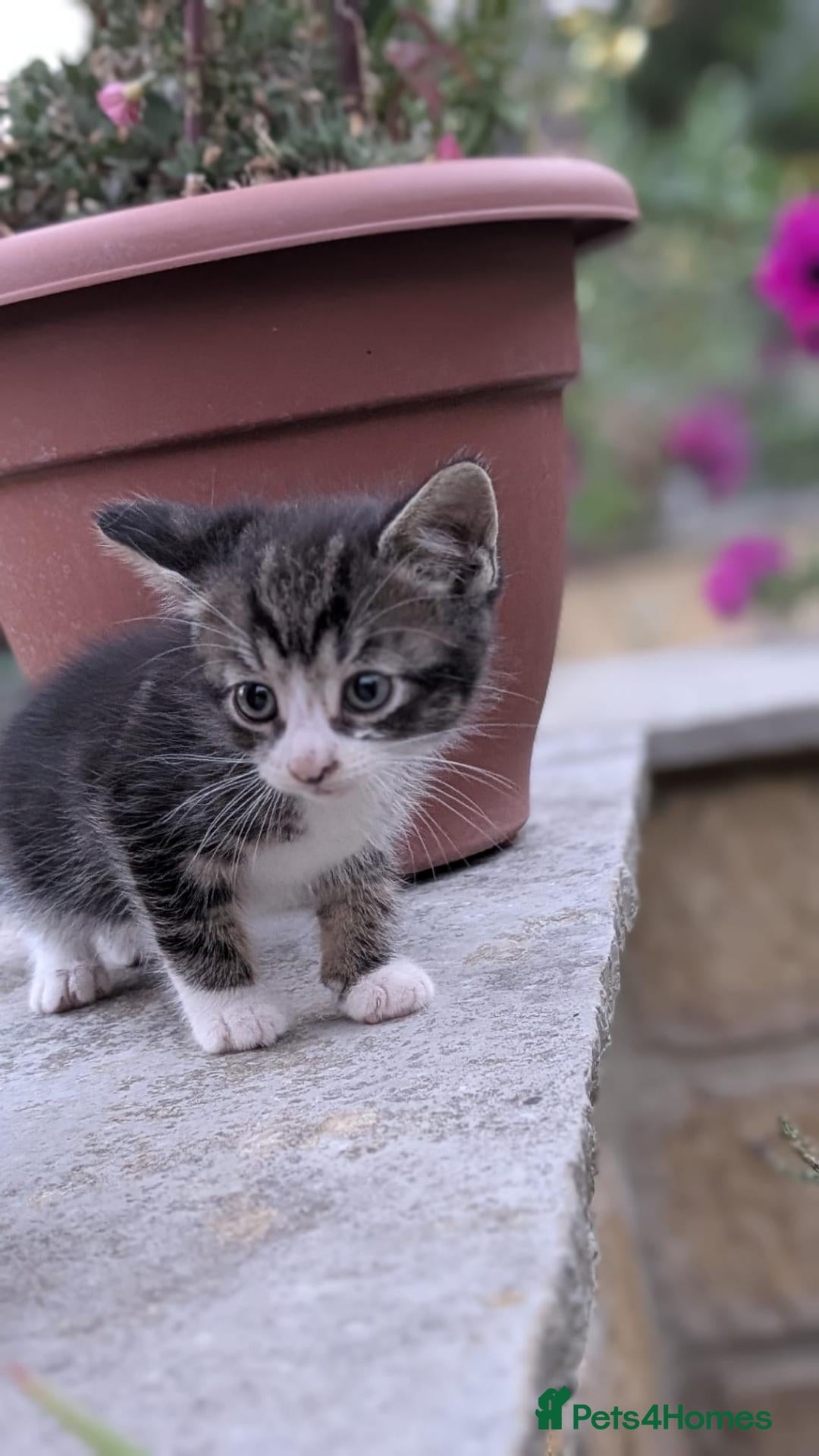 British Shorthair cats Beatiful grey and white kitten - Advert 6