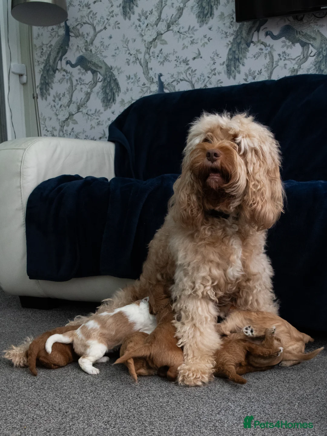 Cavapoo dogs for sale: Adorable Cavapoo Puppies for Sale - Advert 11