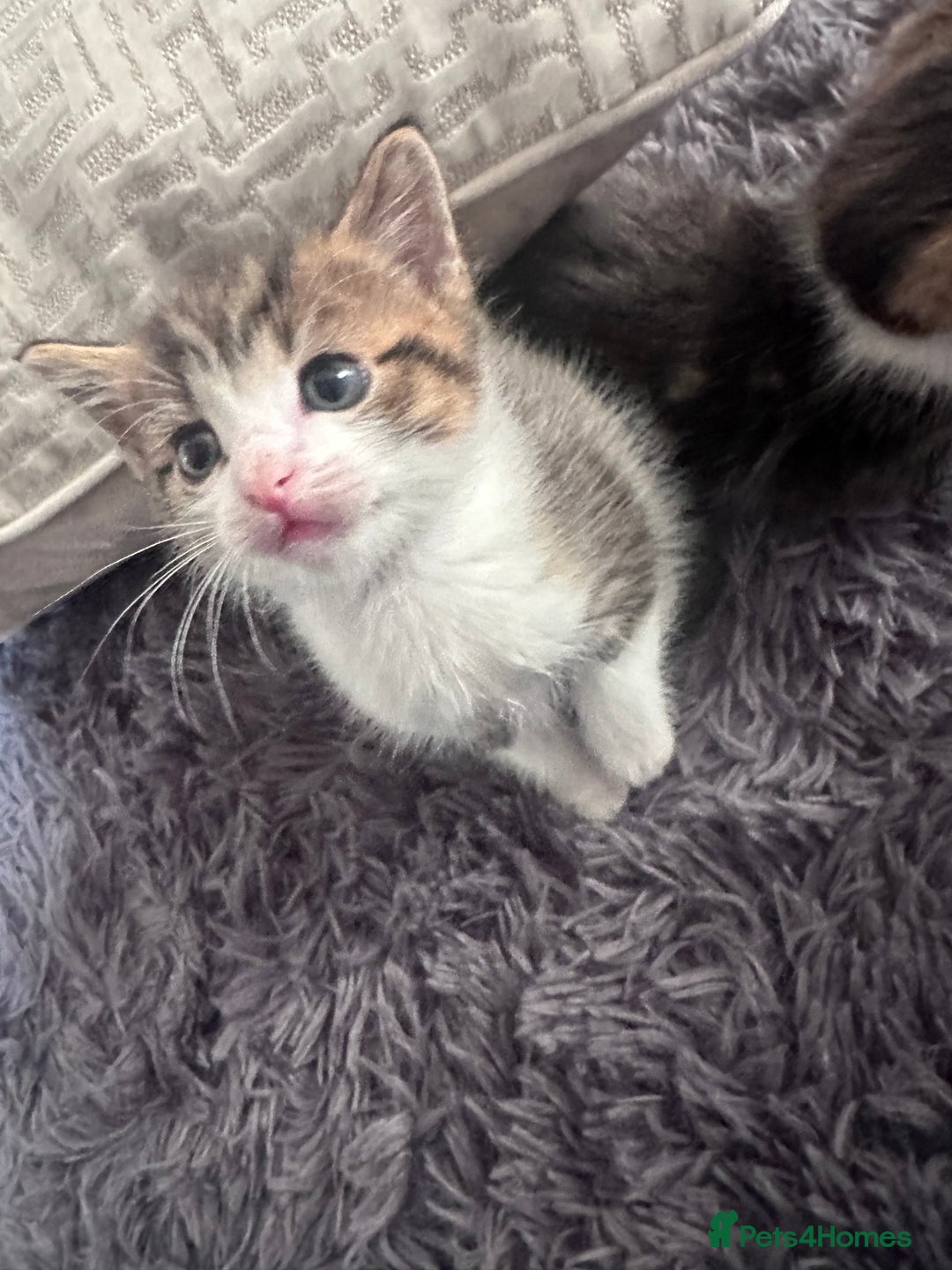 Mixed Breed cats for sale: Beautiful kittens  - Image 5