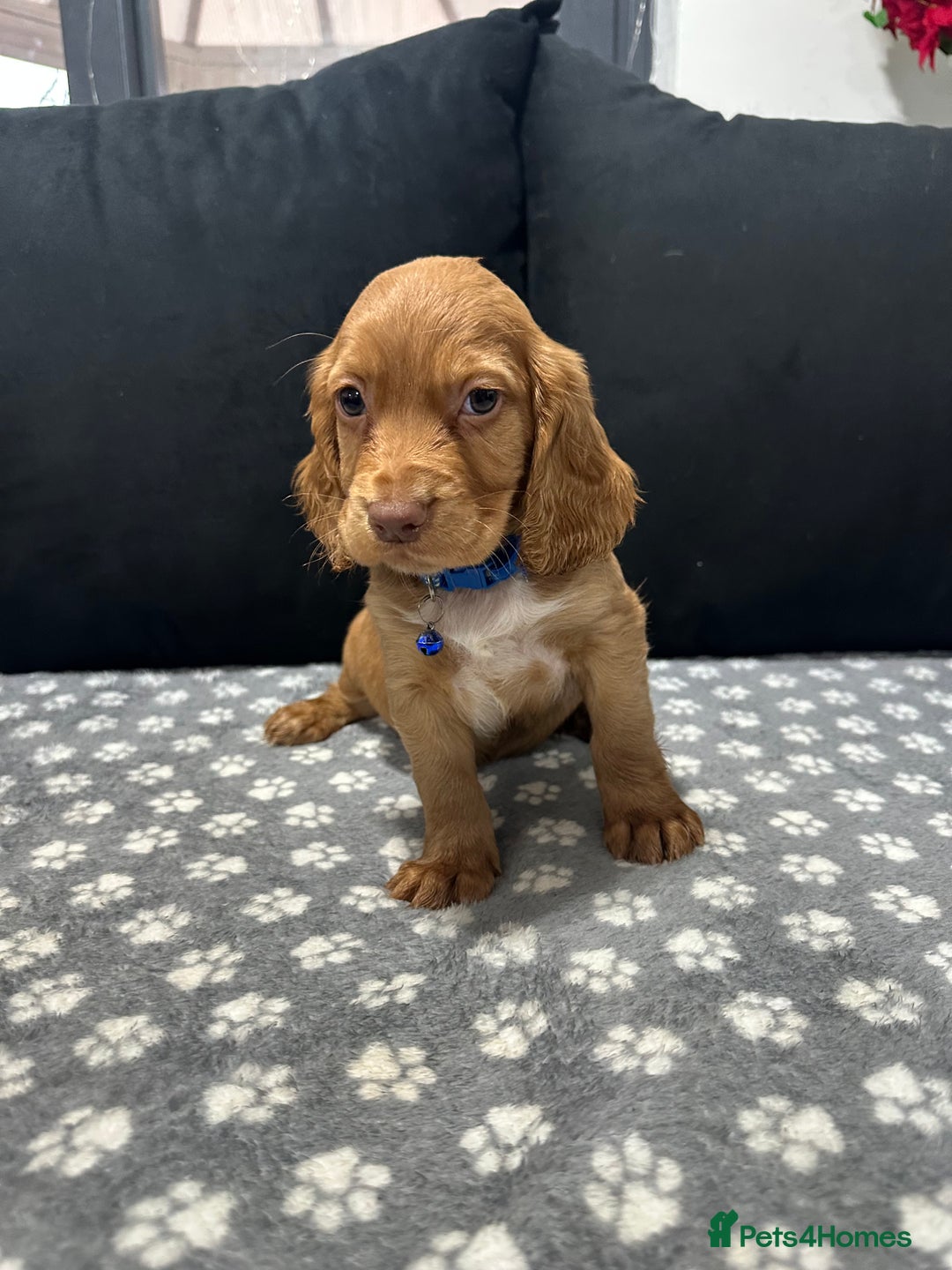 Cocker Spaniel dogs for sale: 3 beautiful cocker spaniel puppies left  - Advert 12