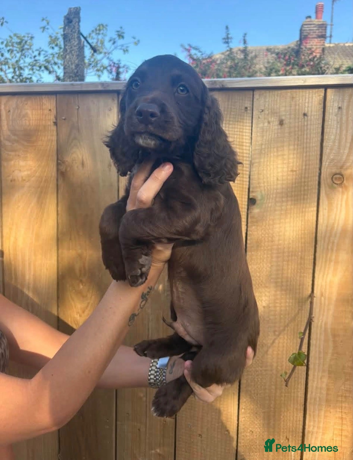 Cocker Spaniel dogs READY TO LEAVE ! KC working cocker puppies  - Advert 11