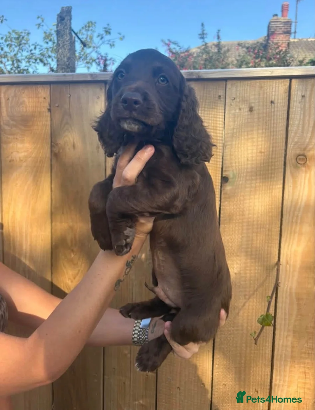 Cocker Spaniel dogs for sale: READY TO LEAVE ! KC working cocker puppies  - Advert 1