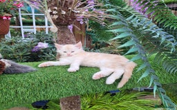 Maine Coon cats for sale: Maine Coon kittens for sale CF81  - Image 12