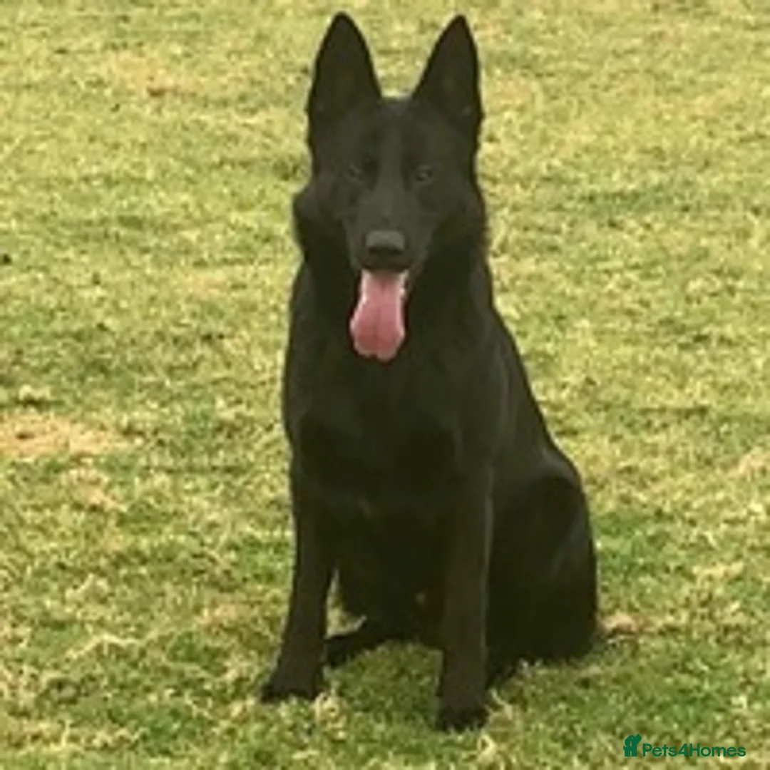 German Shepherd dogs for stud: German Shepherd Kc reg hip scored solid black in Darlington - Advert 2