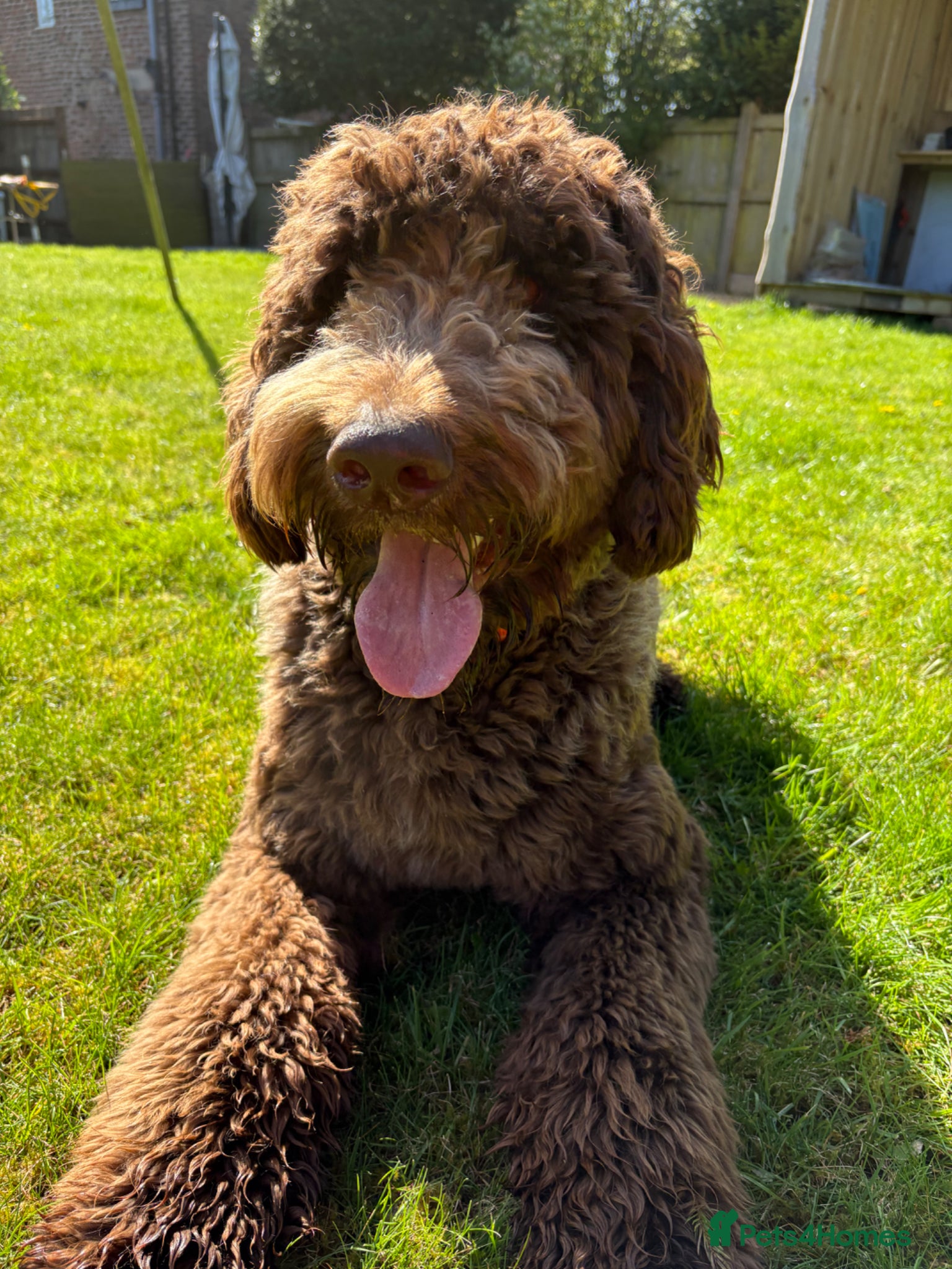 Newfypoo dogs Newfoundland Cross Poodle  - Advert 2