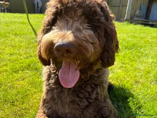 Newfypoo dogs Newfoundland Cross Poodle - Advert 1