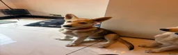 Mixed Breed dogs for sale: White swiss shepherd /Low Content Wolfdog puppies  - Advert 13