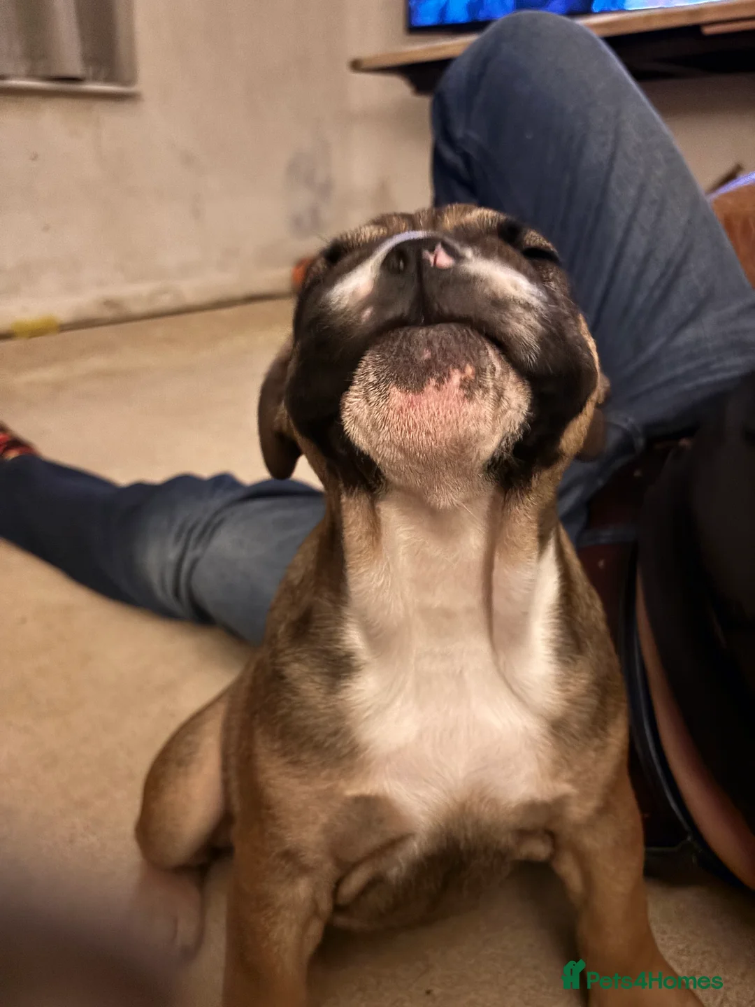 English Bulldog dogs for sale: Little Lyra 6 months old  - Advert 5