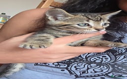 Mixed Breed cats for sale: Tabby x Bengal Kittens 🐾 - Image 12
